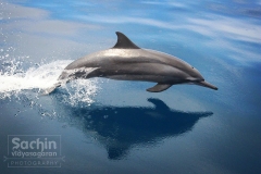 Sachin Vidyasagaran captures a Dolphin in flight.