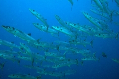 barracudas in the blue-sipadan
