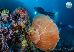 Fan coral - Magical Maldives 2018 - David Loh