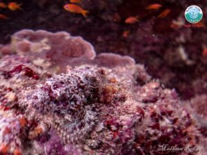 Scorpionfish - Magical Maldives 2018 - Madhava Reddy