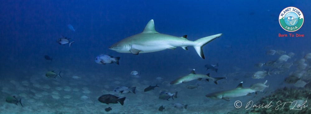 Sharks – Magical Maldives 2018 – David Loh