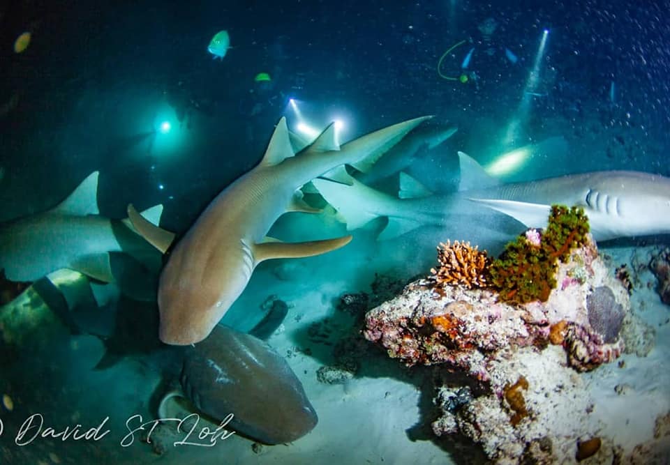 Alimatha night dive - sharks - Magical Maldives 2018 - David Loh