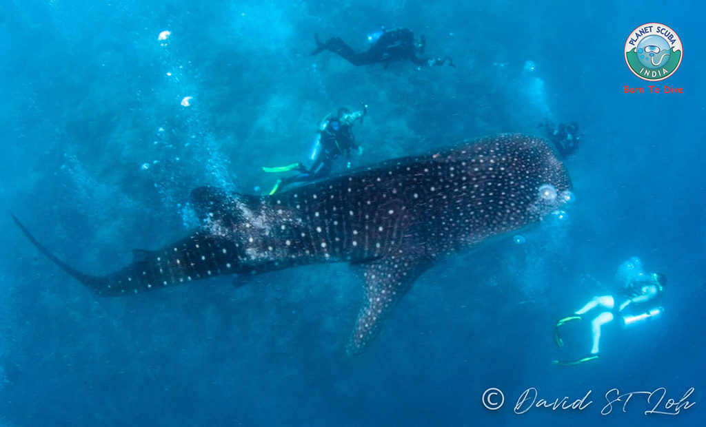 Divers and snorkellers whale shark at Magical Maldives 2018