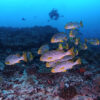 reef fishes in Ukulhas Atoll, Maldives