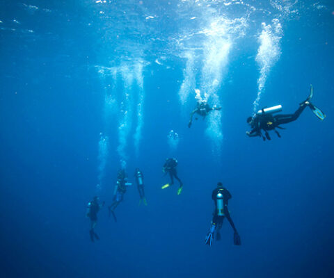 diving india